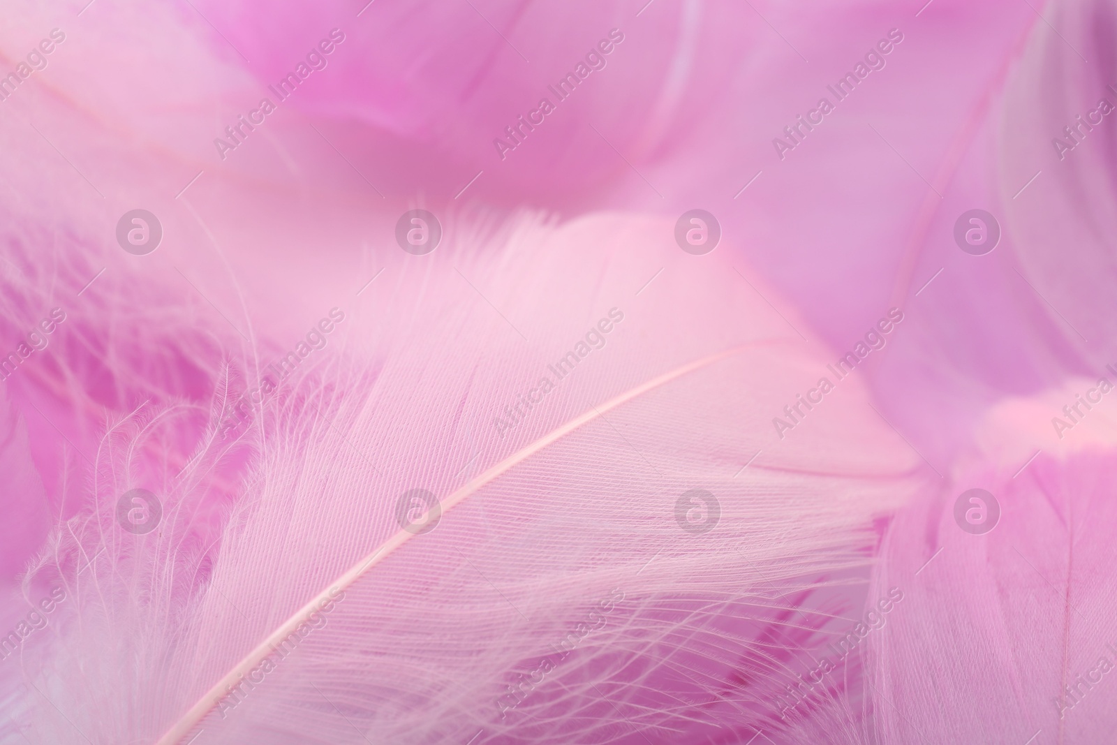 Photo of Beautiful pink feathers as background, closeup view