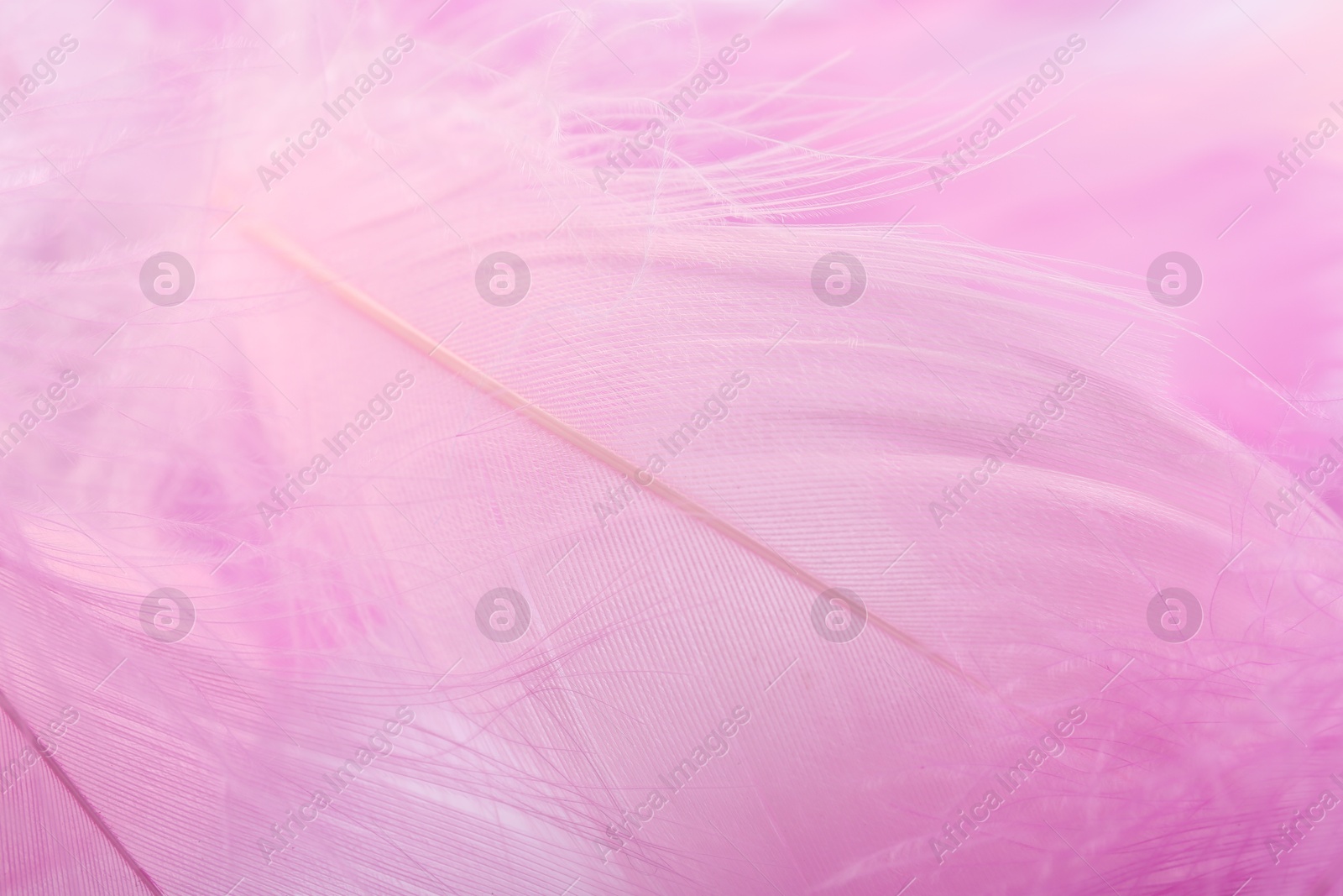 Photo of Beautiful pink feathers as background, closeup view