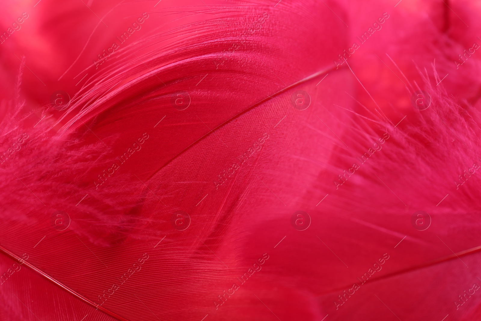 Photo of Beautiful fluffy feathers as background, closeup view