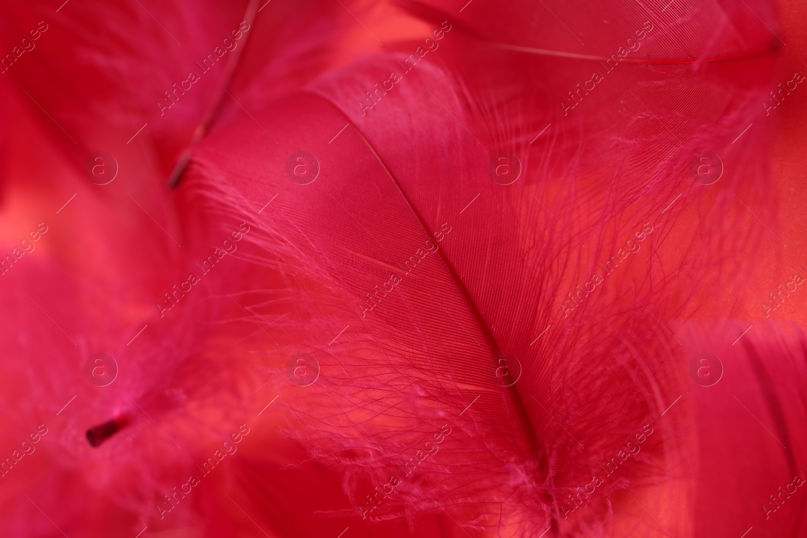 Photo of Beautiful fluffy feathers as background, closeup view