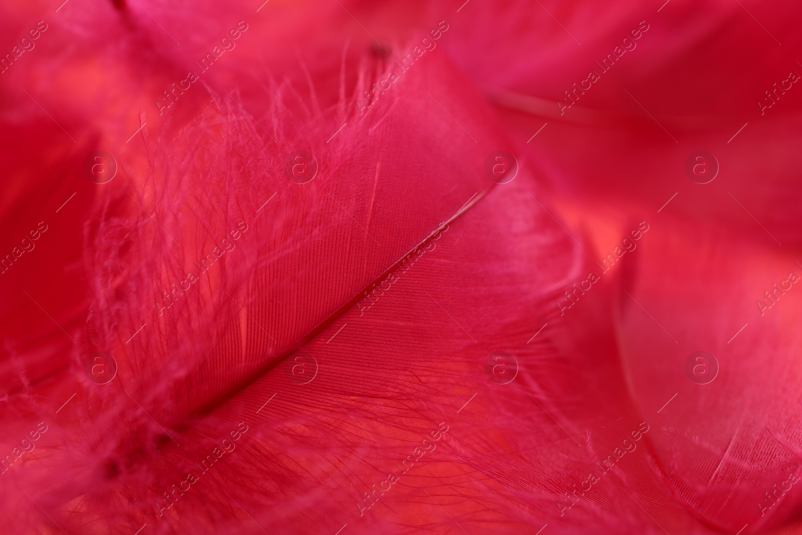 Photo of Beautiful fluffy feathers as background, closeup view