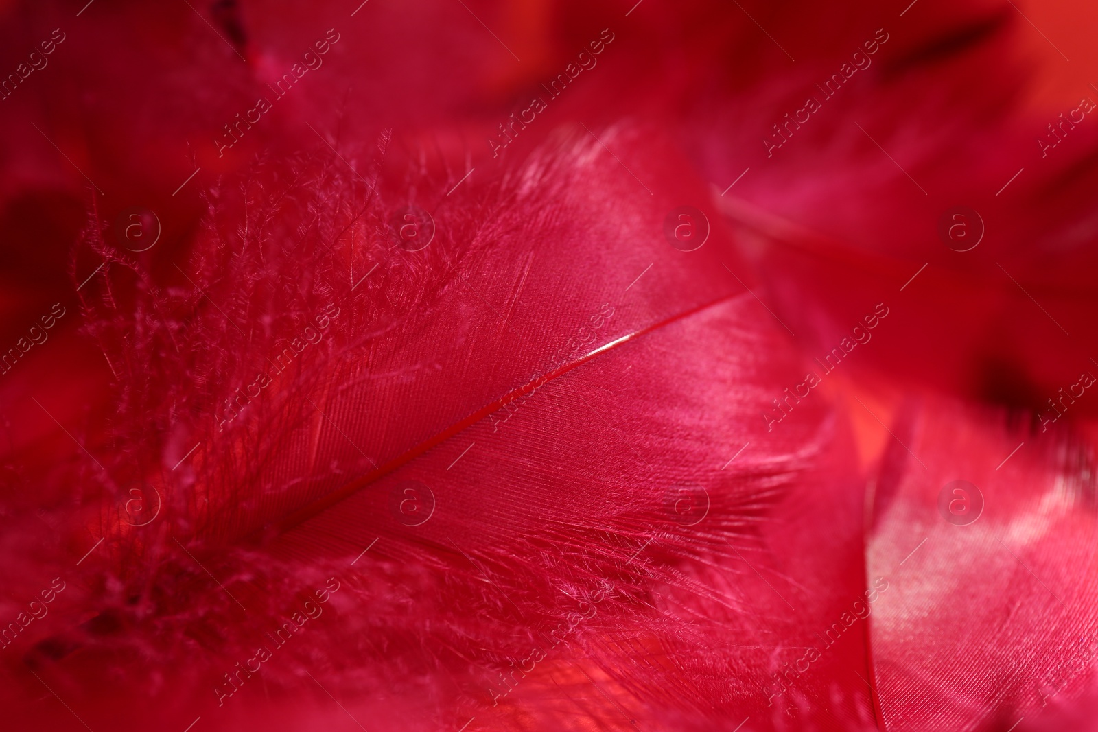 Photo of Beautiful fluffy feathers as background, closeup view