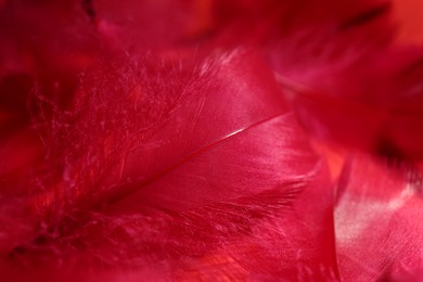 Beautiful fluffy feathers as background, closeup view