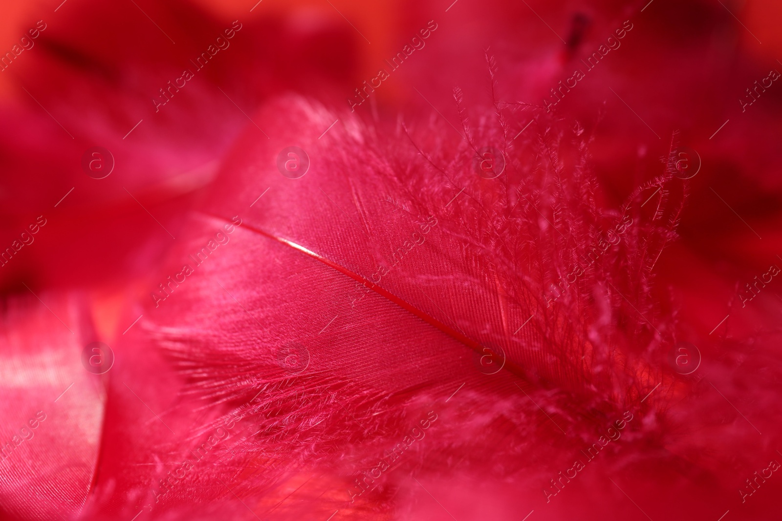 Photo of Beautiful fluffy feathers as background, closeup view