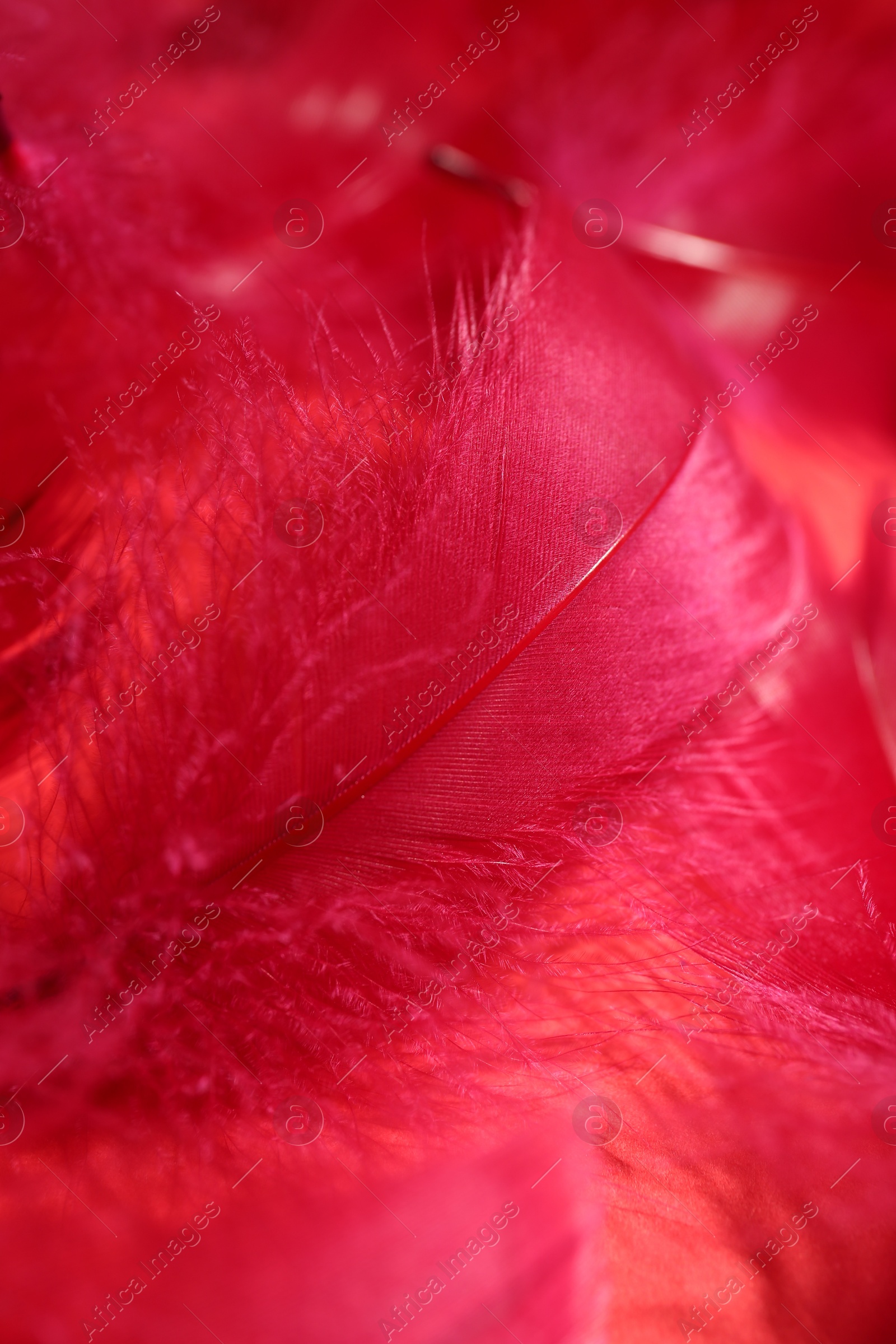 Photo of Beautiful fluffy feathers as background, closeup view