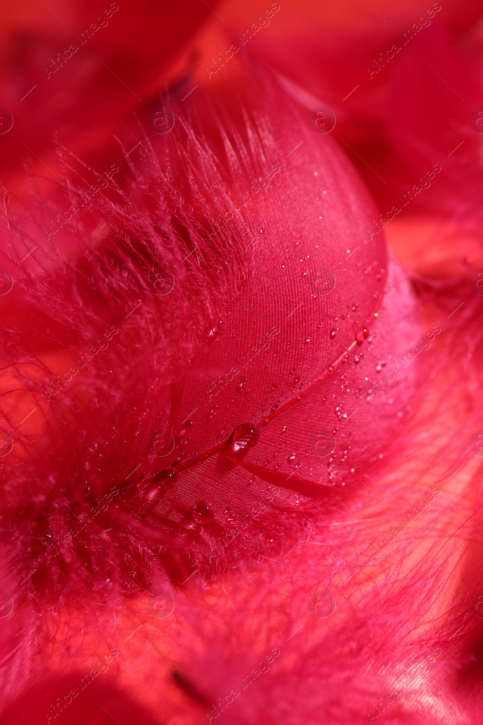 Photo of Beautiful fluffy feathers as background, closeup view