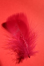 Photo of Fluffy feather with water drops on red background, top view