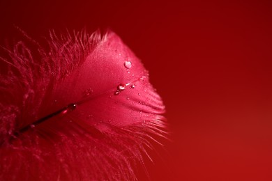 Photo of Fluffy feather with water drops on red background, closeup. Space for text