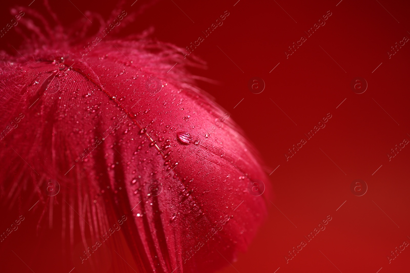 Photo of Fluffy feather with water drops on red background, closeup. Space for text