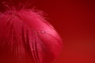 Photo of Fluffy feather with water drops on red background, closeup. Space for text