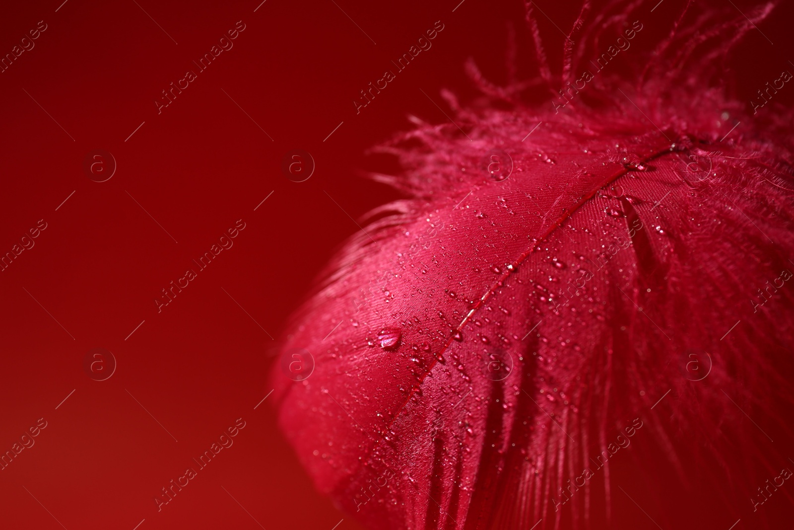 Photo of Fluffy feather with water drops on red background, closeup. Space for text