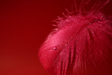 Photo of Fluffy feather with water drops on red background, closeup. Space for text