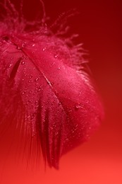 Photo of Fluffy feather with water drops on red background, closeup