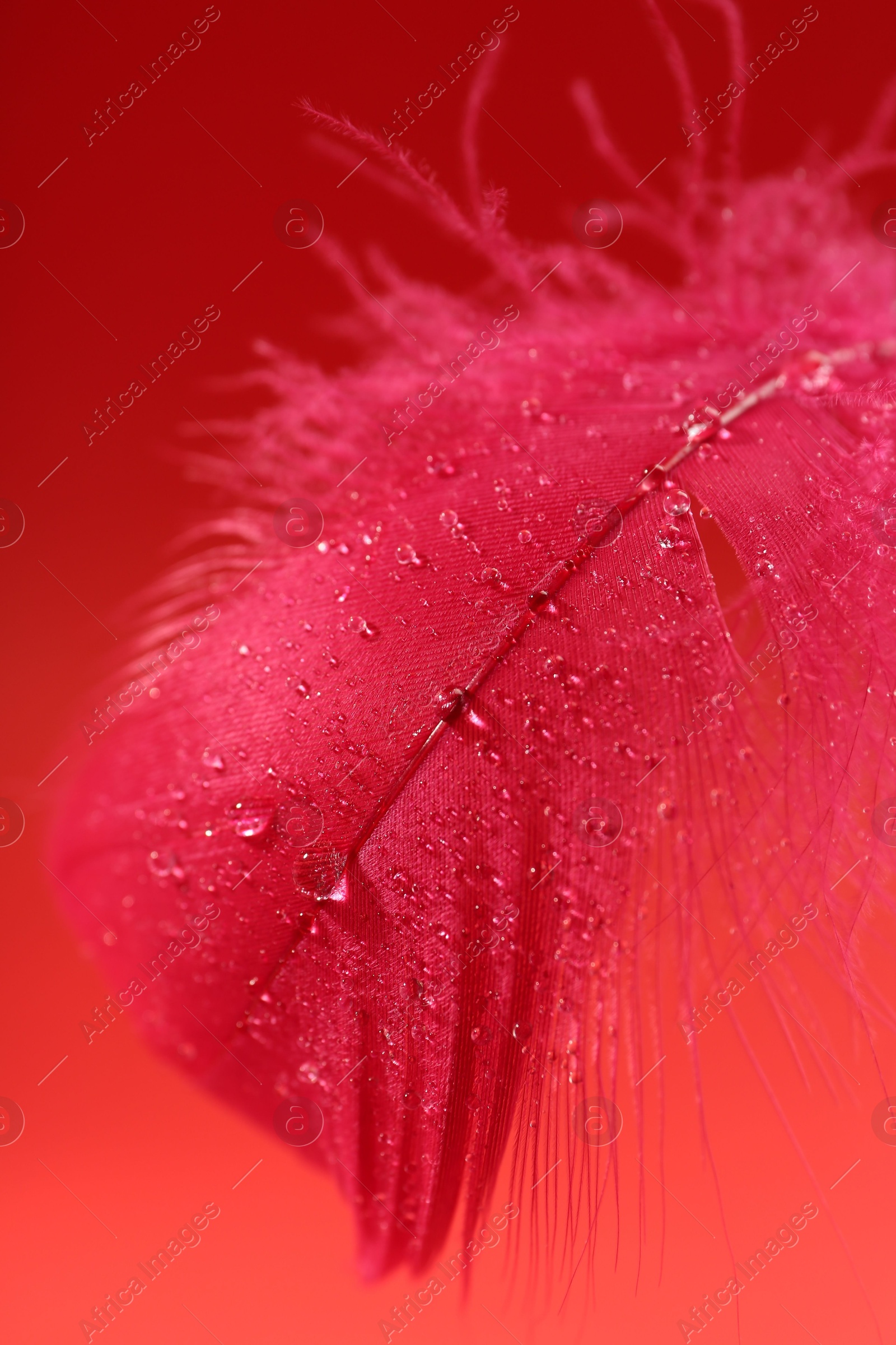 Photo of Fluffy feather with water drops on red background, closeup