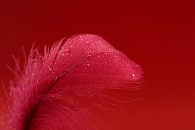 Photo of Fluffy feather with water drops on red background, closeup