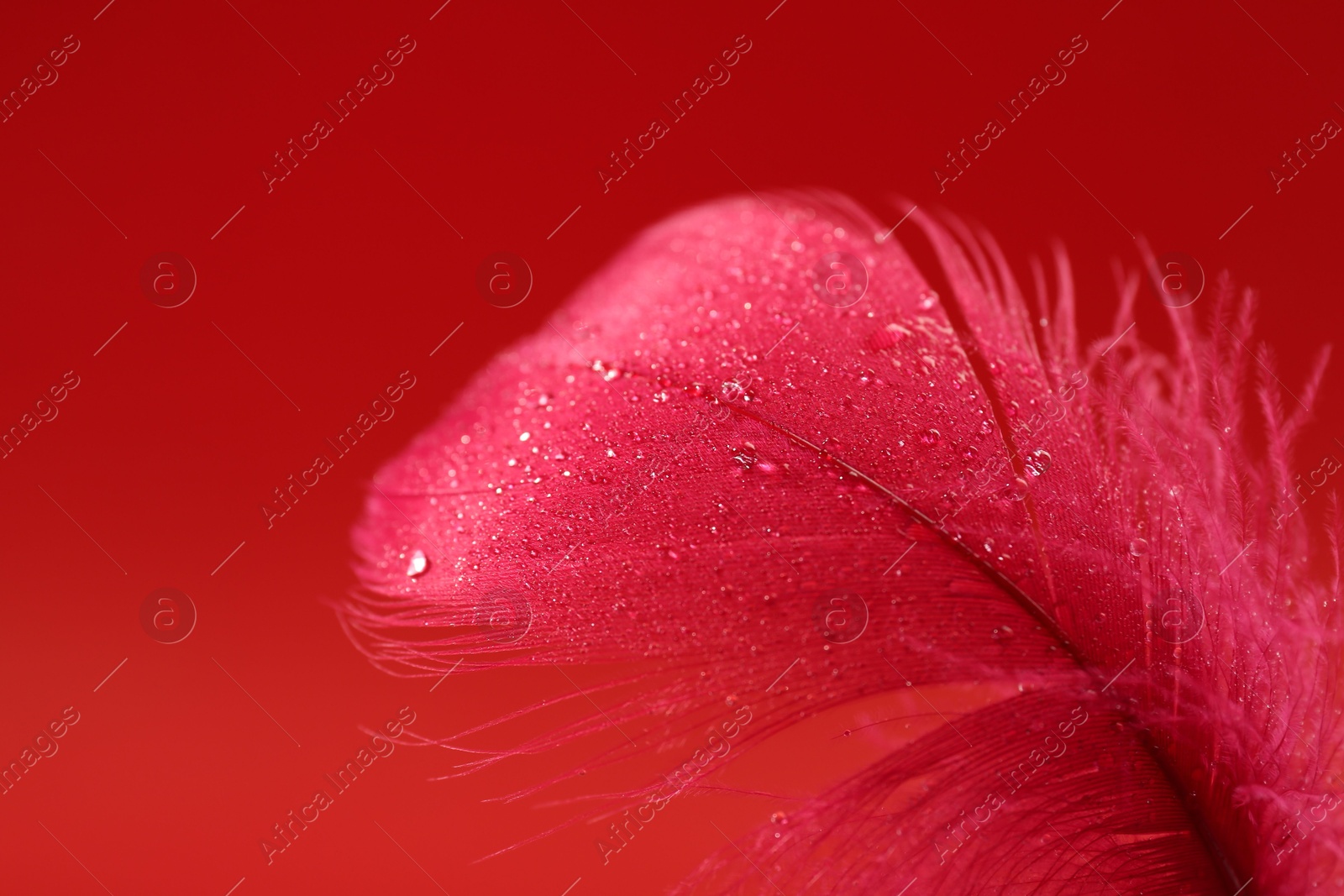 Photo of Fluffy feather with water drops on red background, closeup