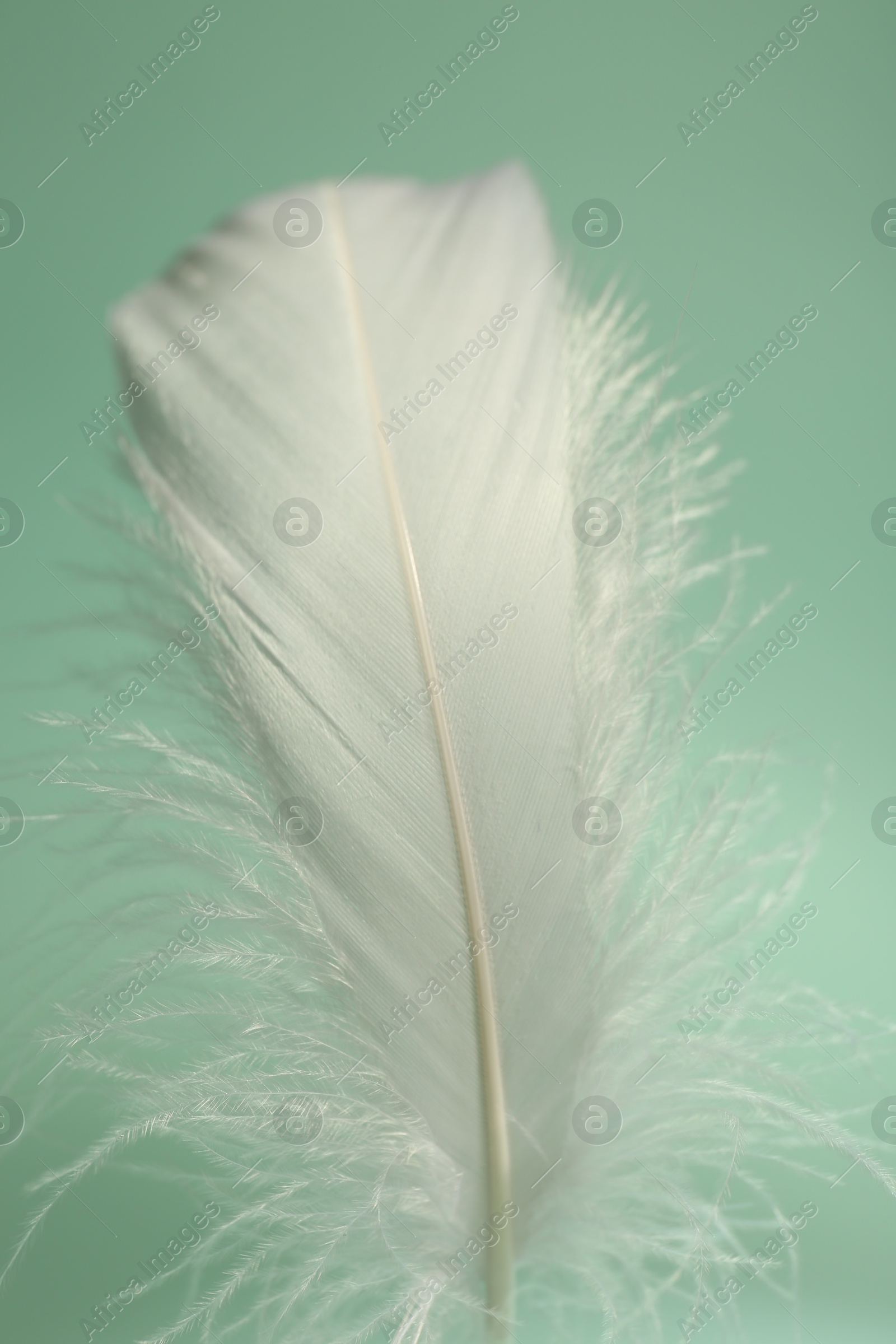 Photo of Fluffy white feather on light turquoise background, closeup