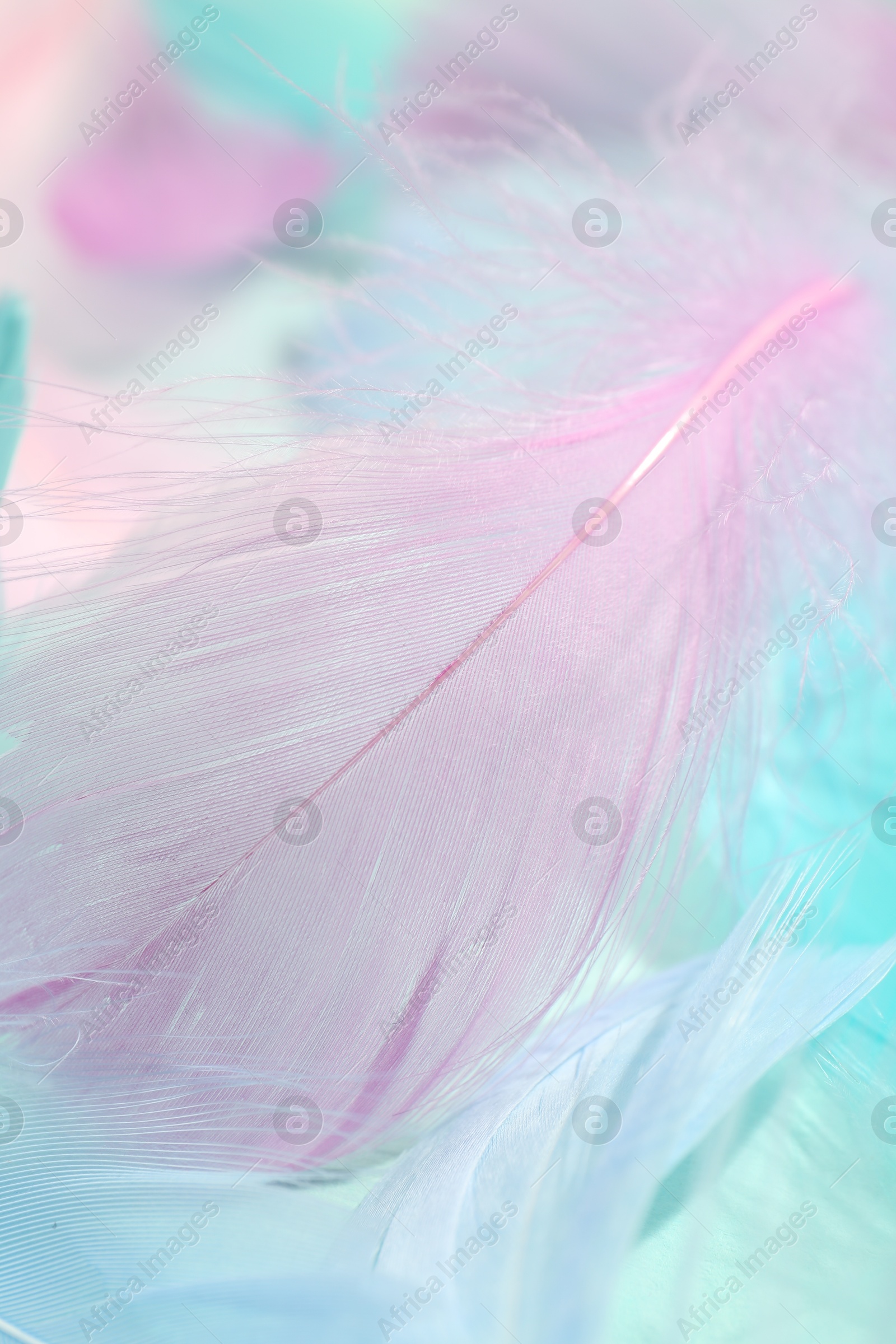 Photo of Many beautiful feathers as background, closeup view