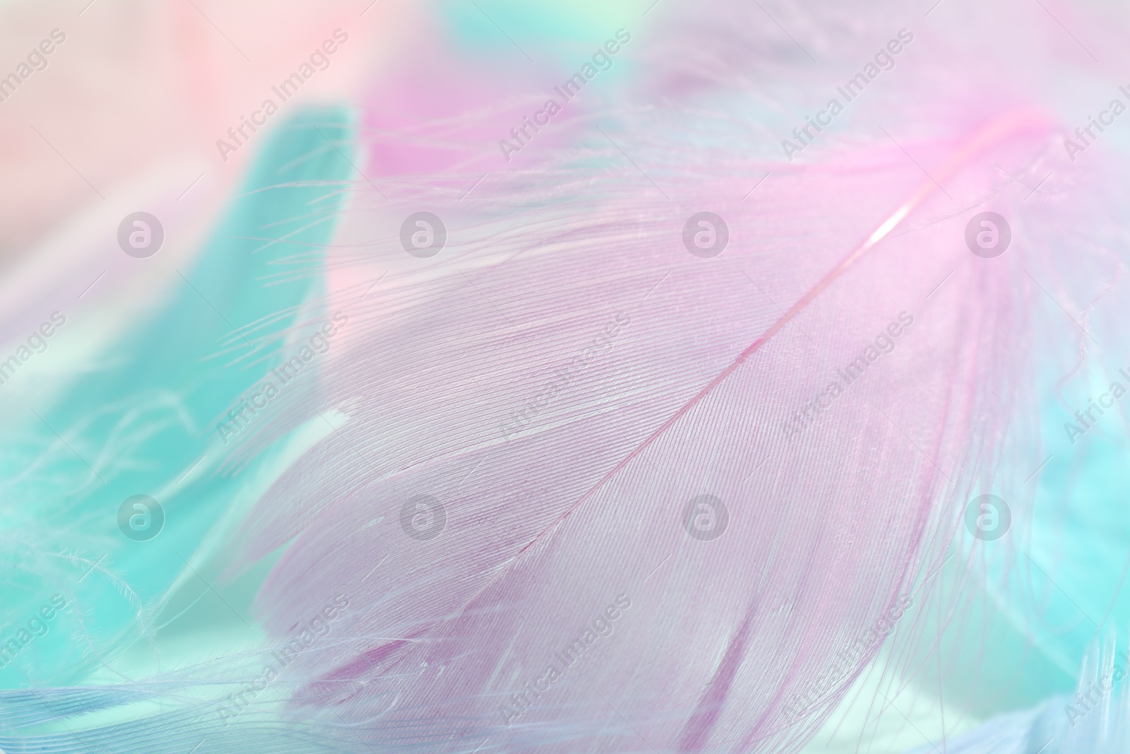 Photo of Many beautiful feathers as background, closeup view