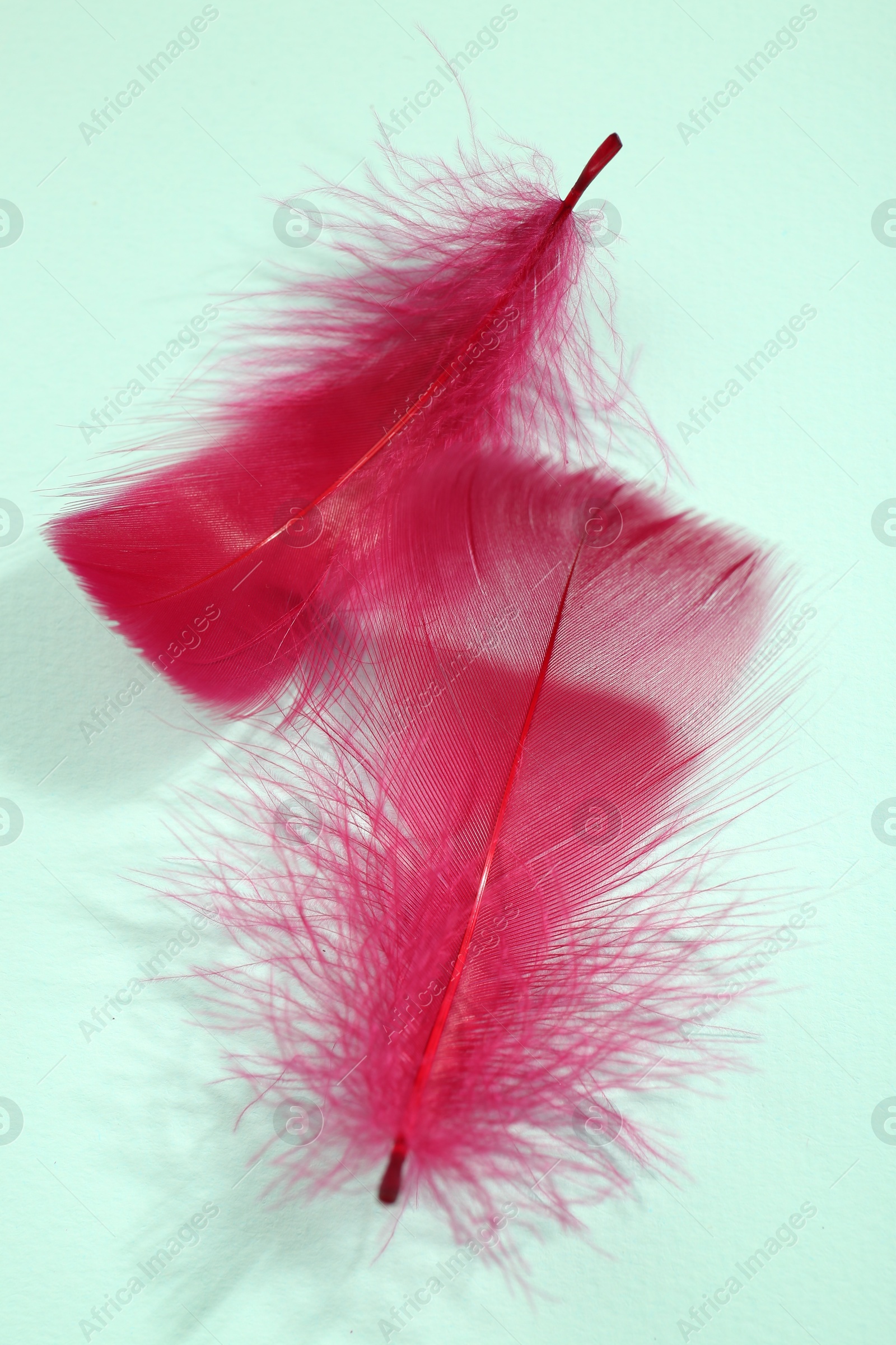 Photo of Fluffy pink feathers on light background, top view