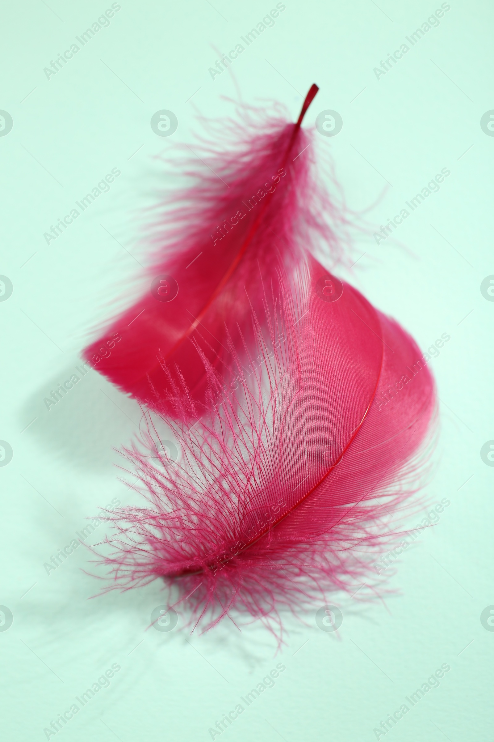 Photo of Fluffy pink feathers on light background, closeup