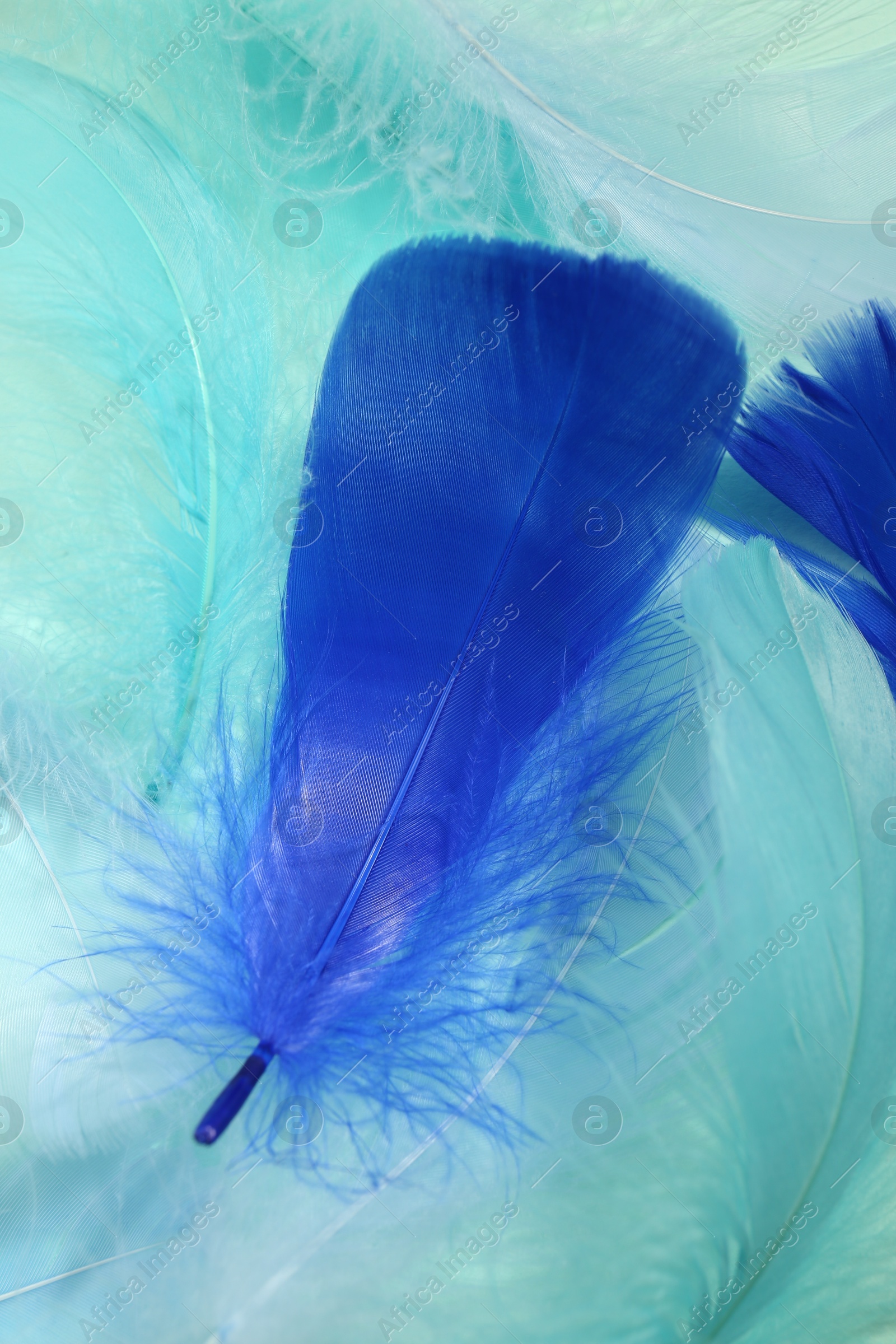 Photo of Beautiful fluffy feathers as background, closeup view