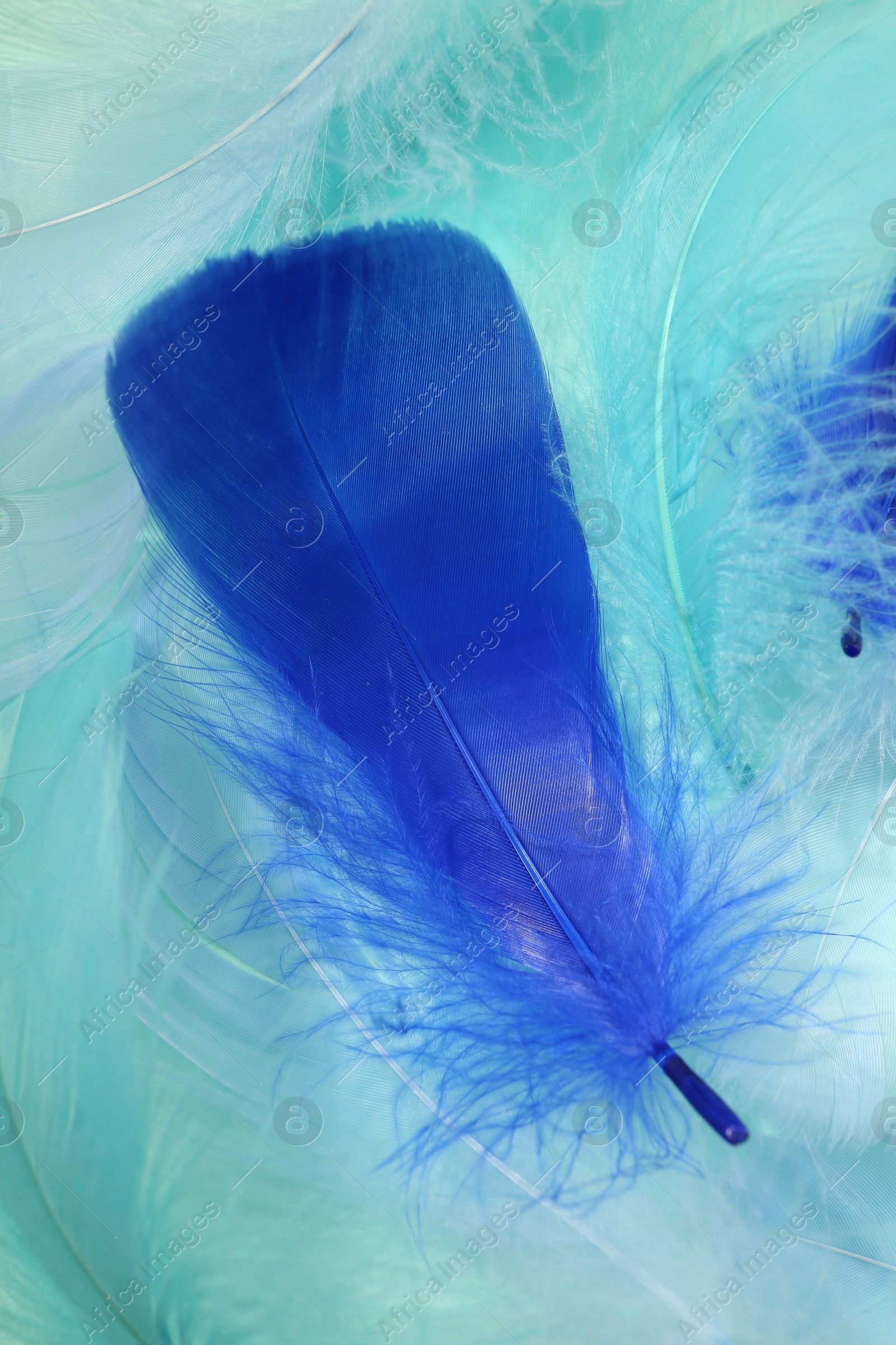 Photo of Beautiful fluffy feathers as background, closeup view