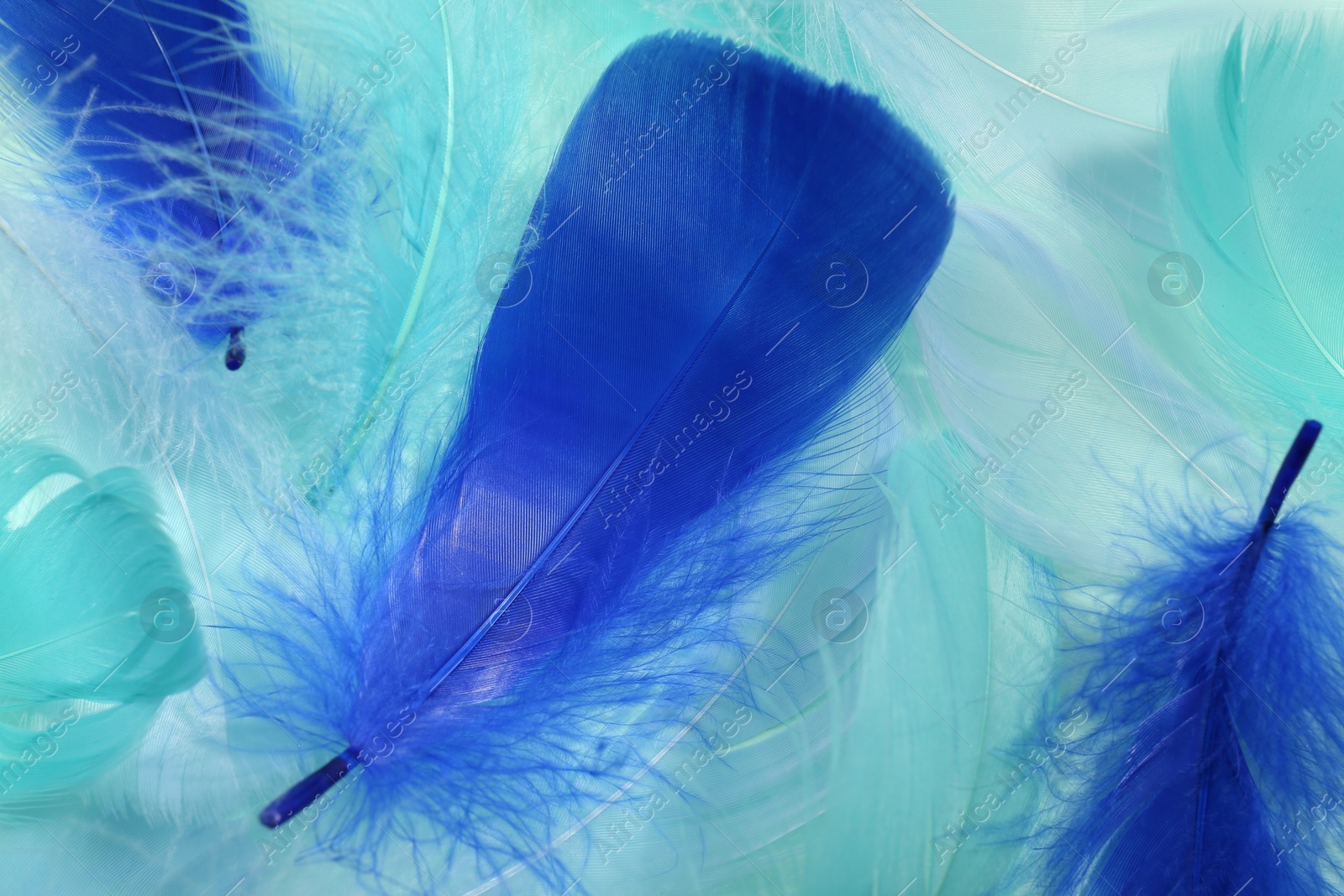 Photo of Beautiful fluffy feathers as background, closeup view