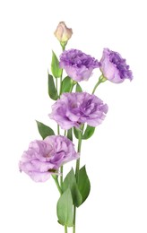 Photo of Beautiful violet eustoma flowers with green leaves isolated on white