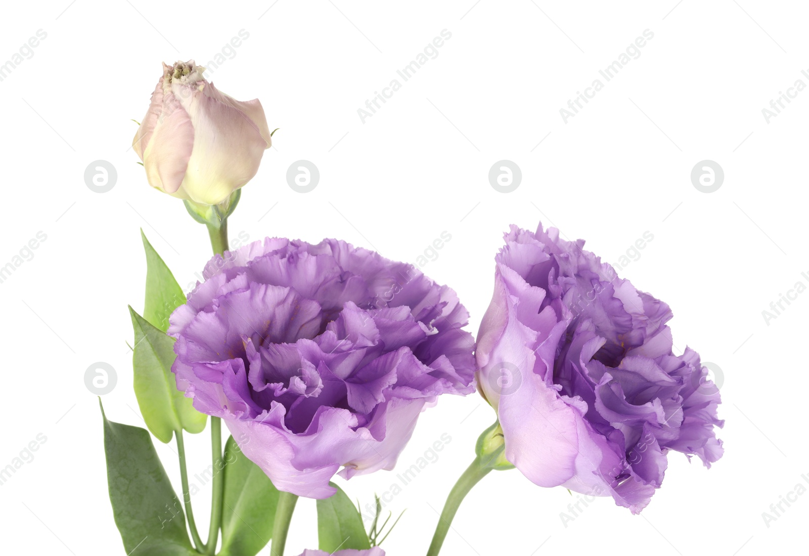 Photo of Beautiful violet eustoma flowers with green leaves isolated on white