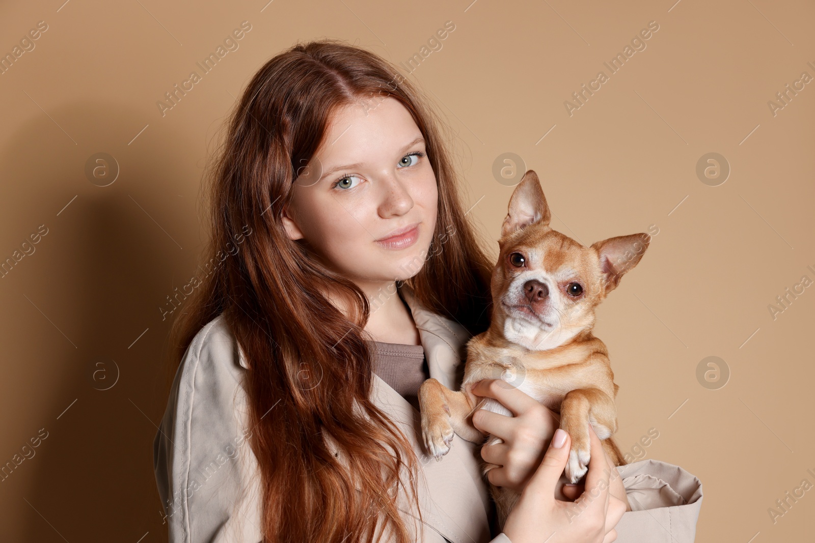 Photo of Pretty red-haired teenage girl with her Chihuahua dog on dark beige background