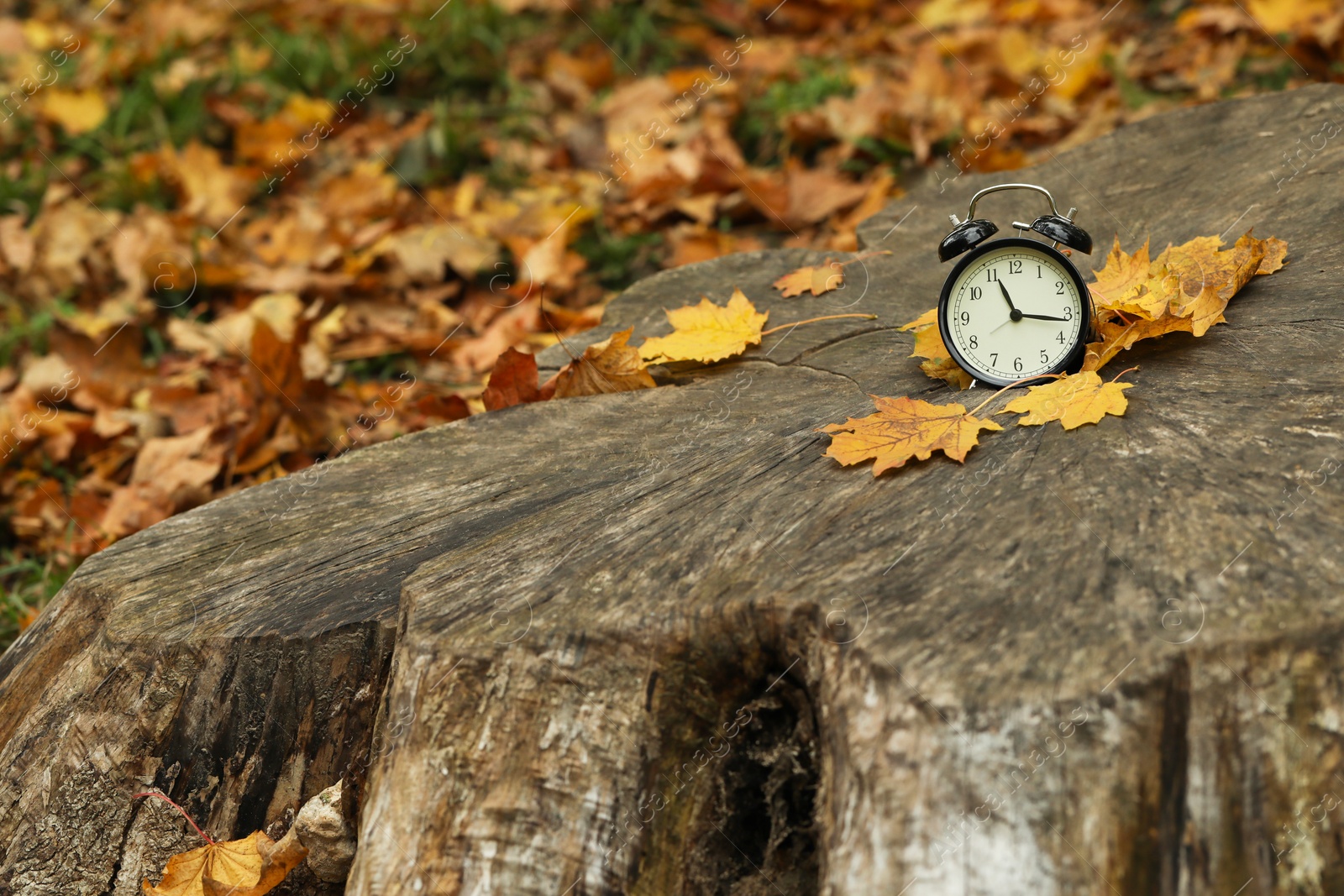 Photo of Autumn time. Alarm clock on tree stump in park, space for text