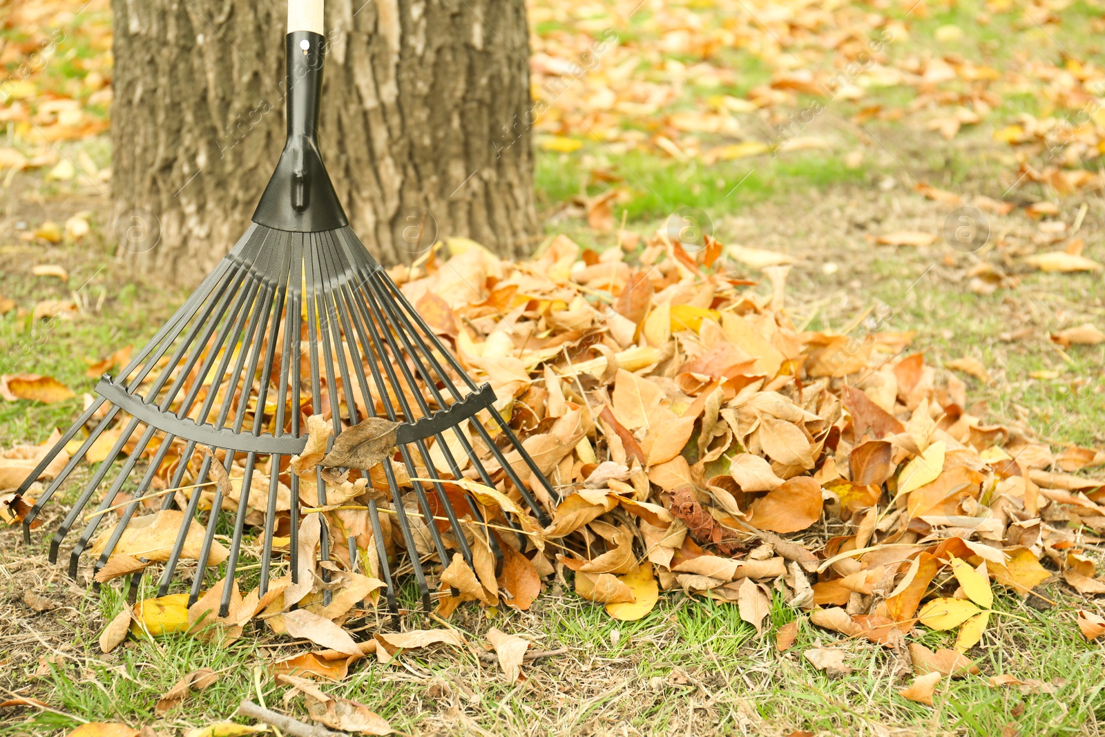 Photo of Fan rake and pile of fallen leaves near tree in autumn park