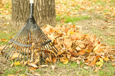 Photo of Fan rake and pile of fallen leaves near tree in autumn park