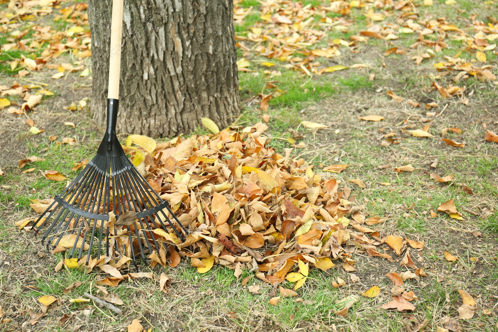 Photo of Fan rake and pile of fallen leaves near tree in autumn park