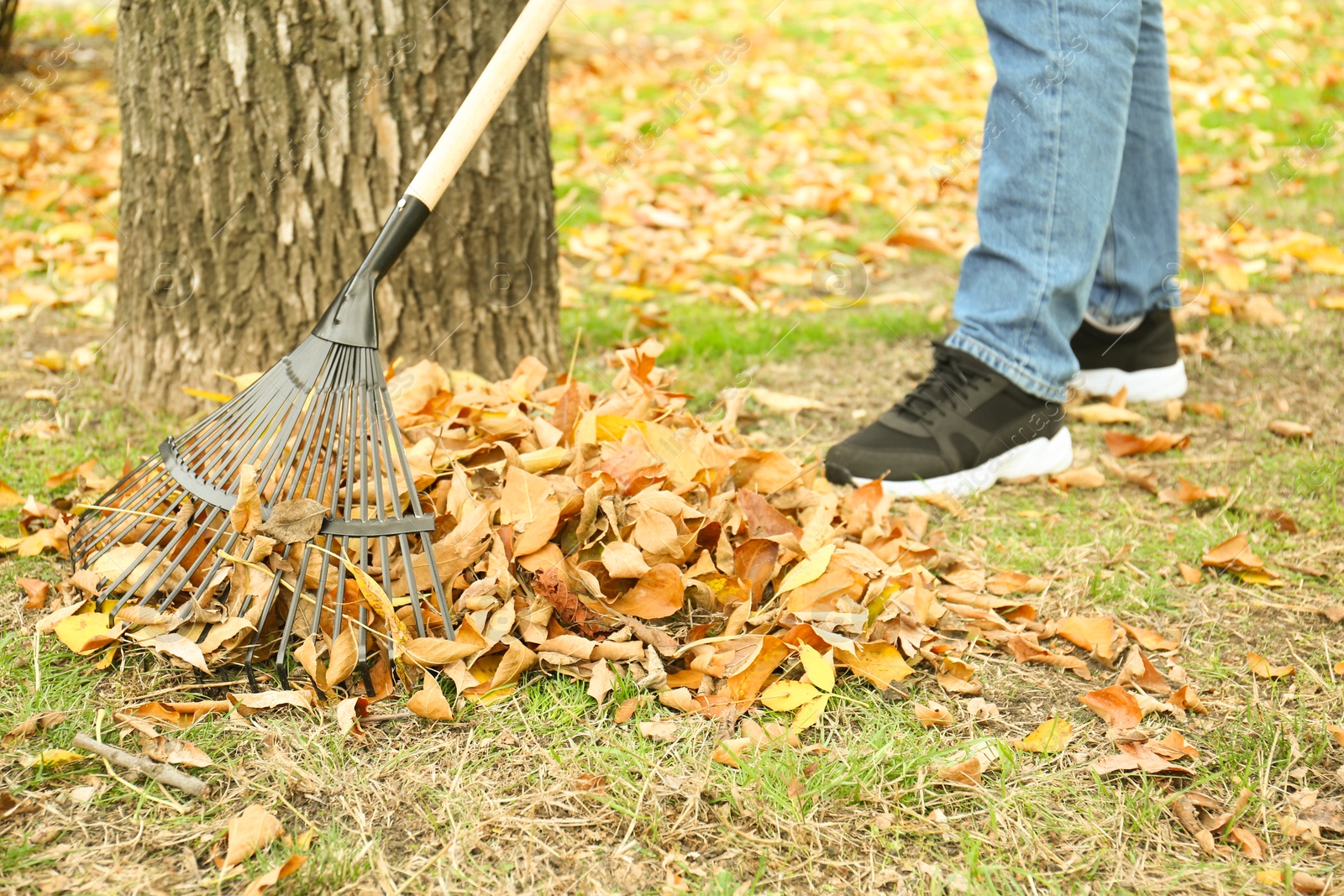 Photo of Man gathering fallen leaves with fan rake outdoors, closeup