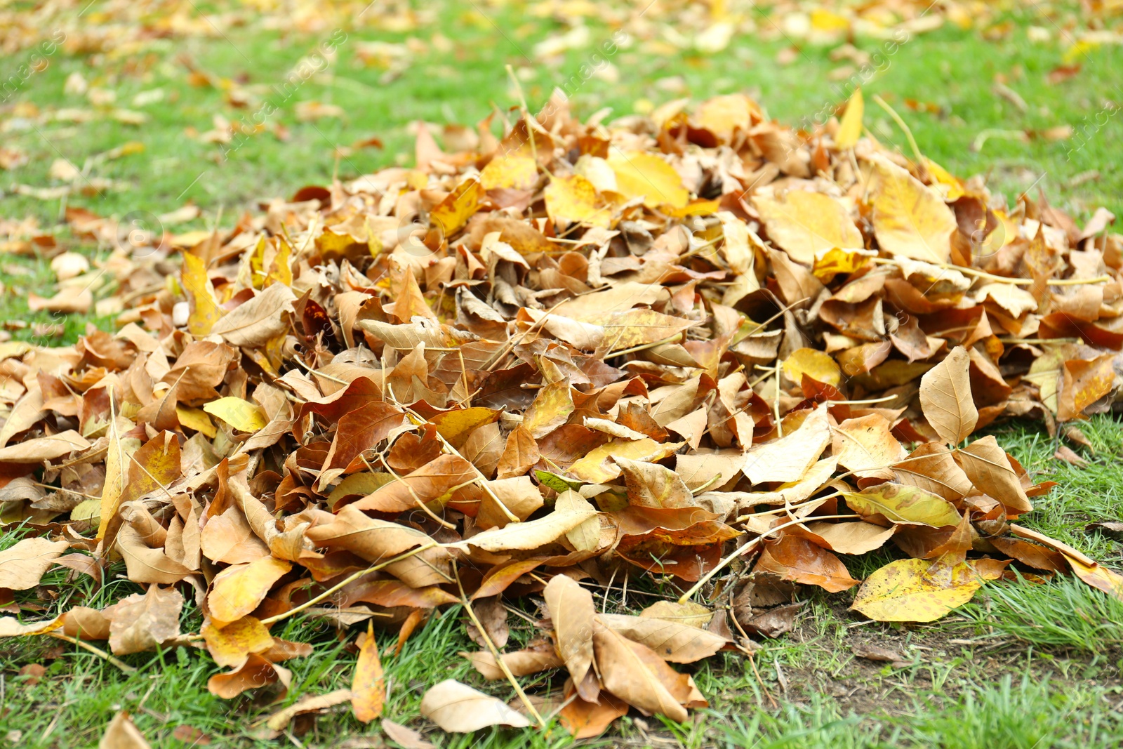 Photo of Pile of fallen autumn leaves on green grass