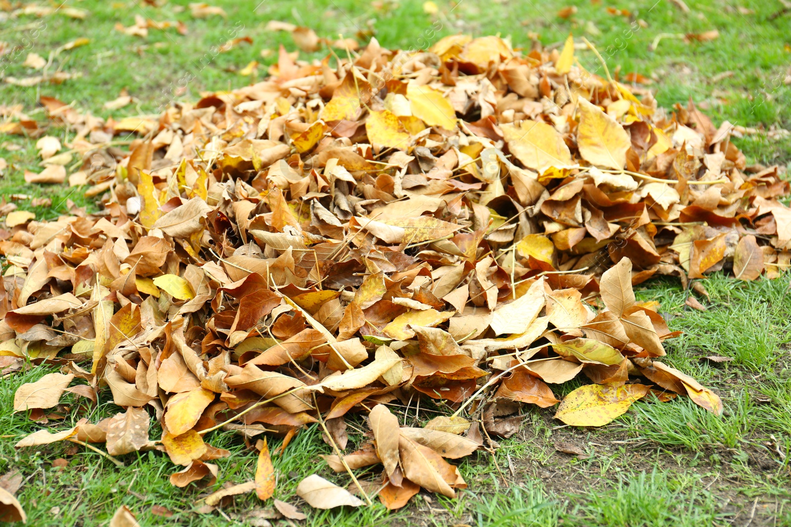 Photo of Pile of fallen autumn leaves on green grass