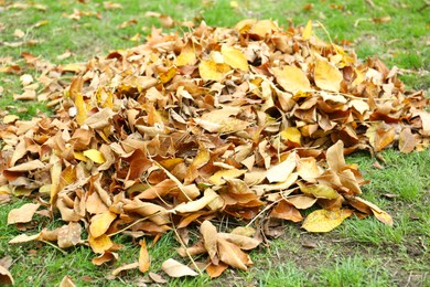 Photo of Pile of fallen autumn leaves on green grass