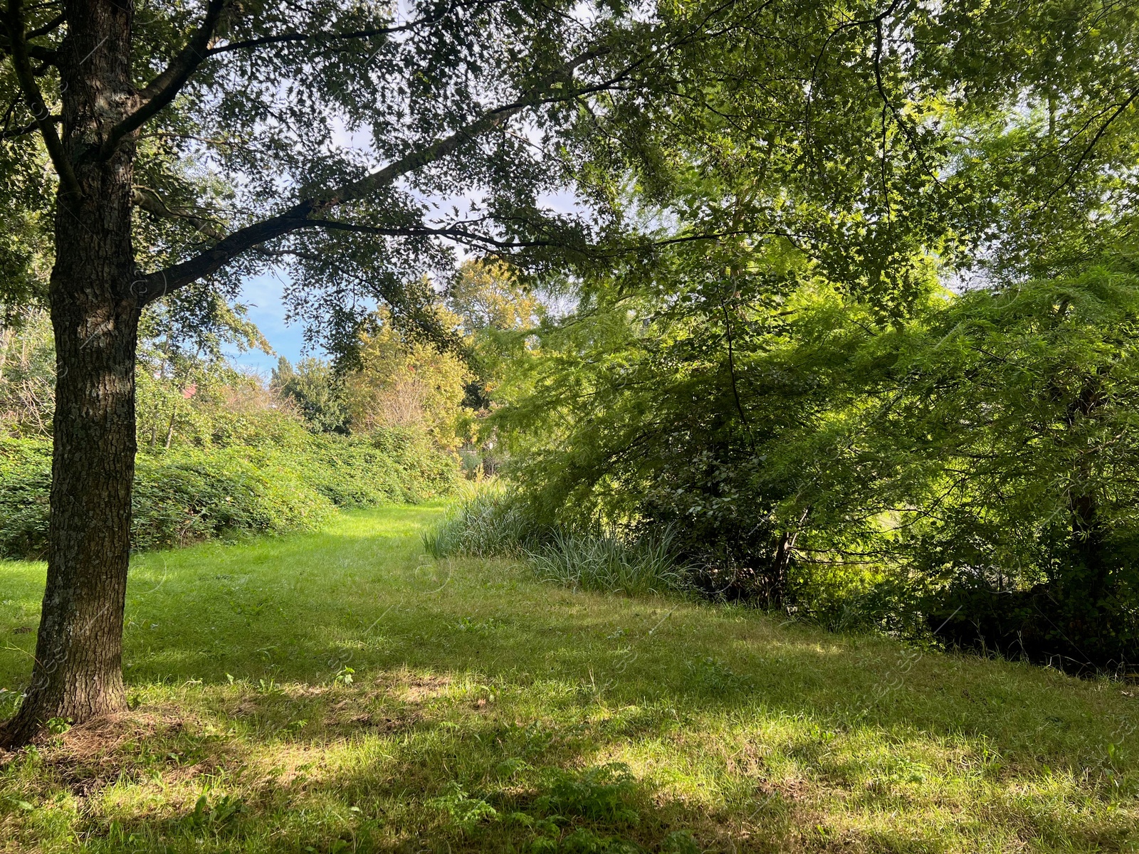 Photo of Beautiful trees with green leaves in park