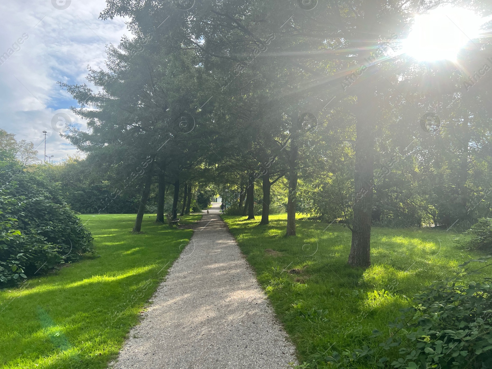 Photo of View of pathway through park with green trees alongside