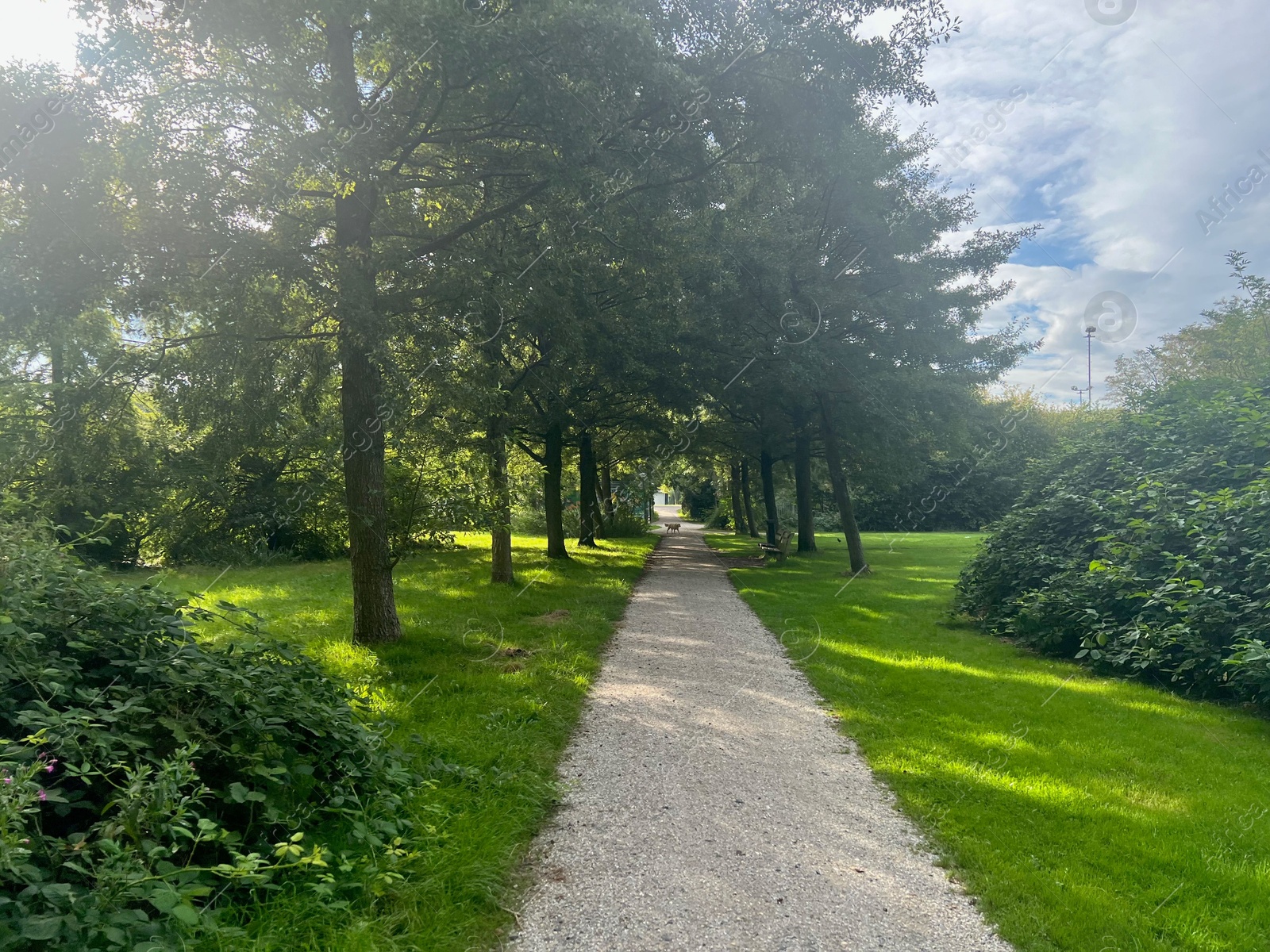 Photo of View of pathway through park with green trees alongside