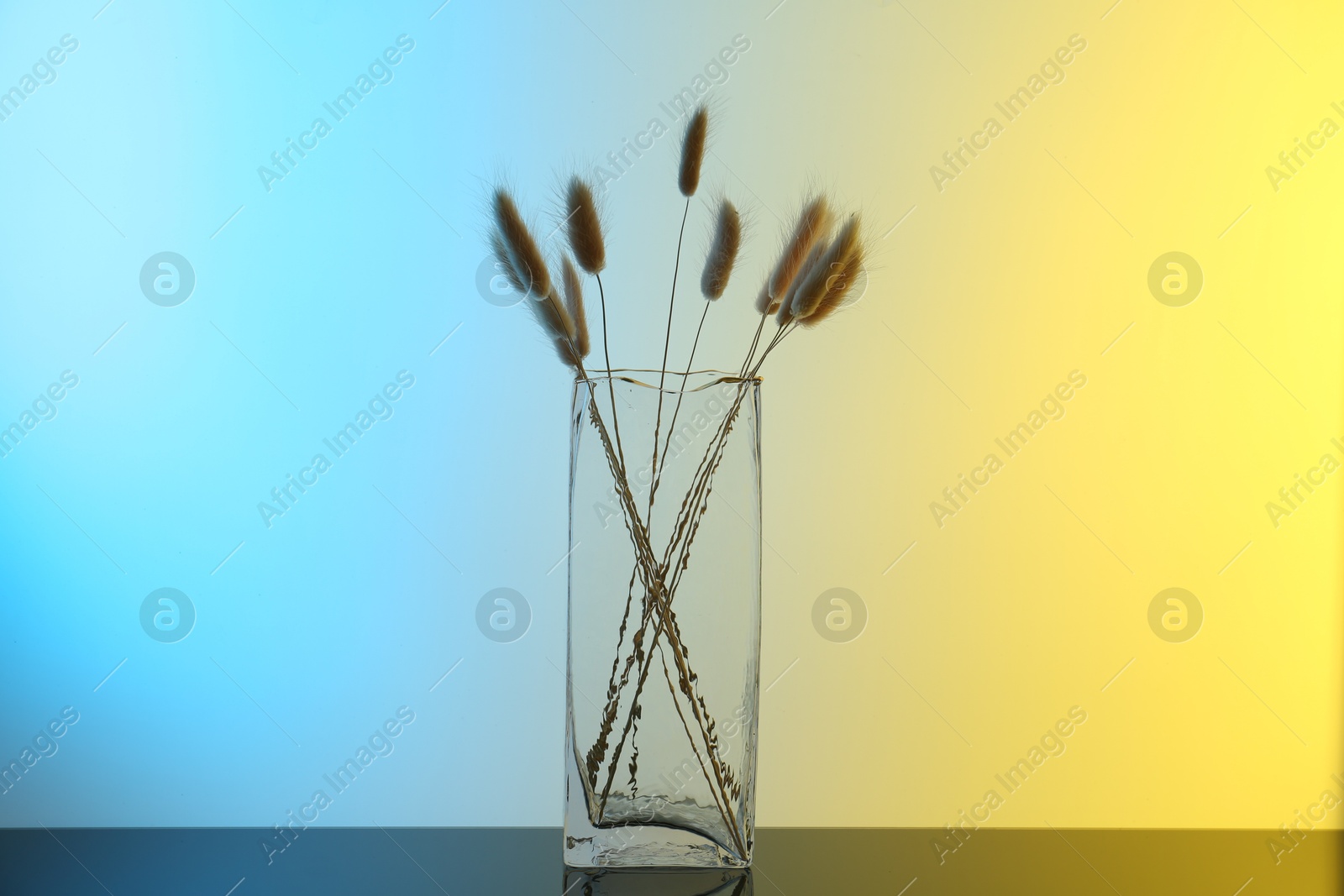 Photo of Glass vase with lagurus branches on table against color background