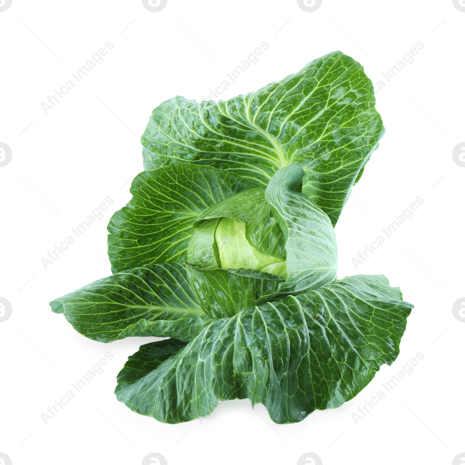 Photo of Whole ripe head of cabbage isolated on white