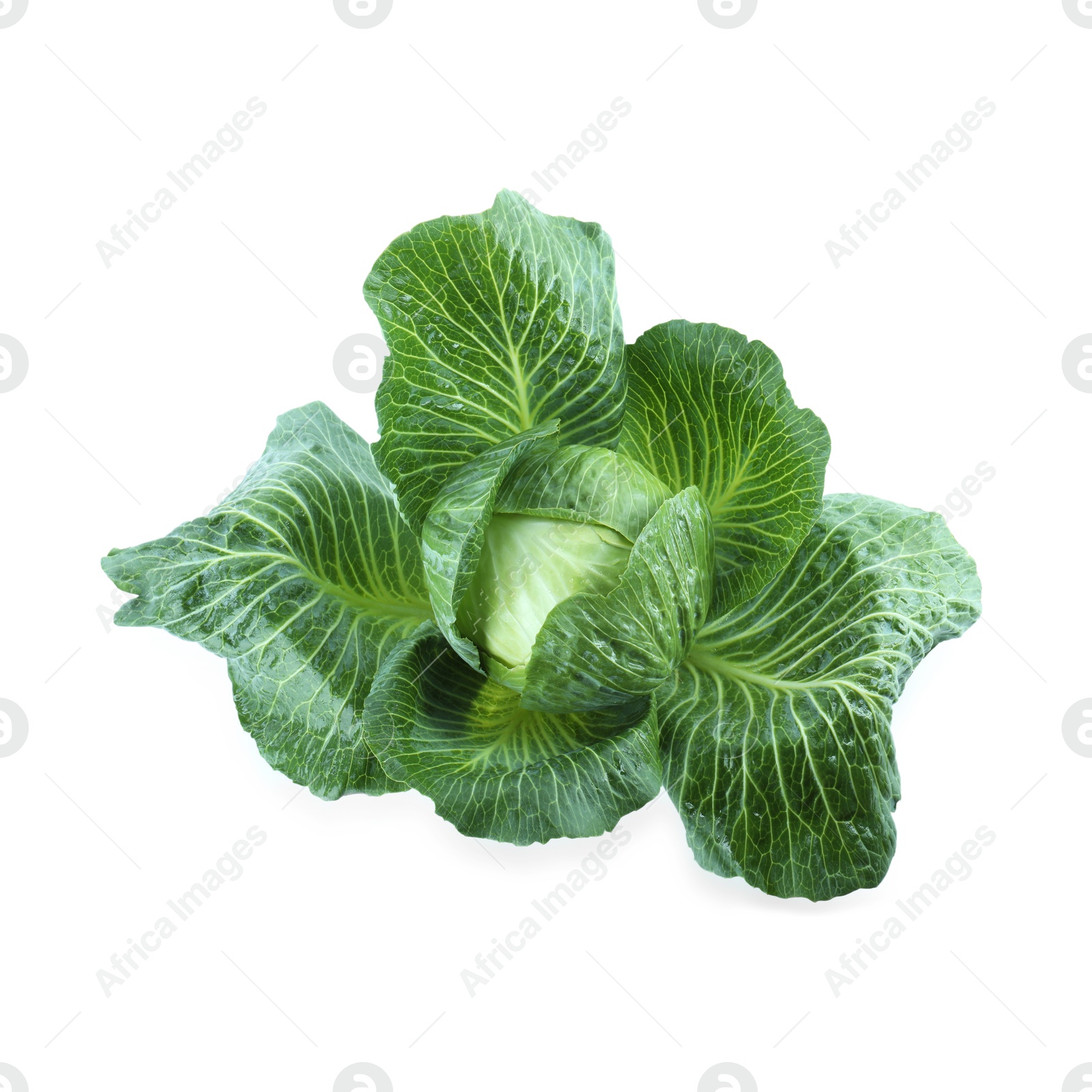 Photo of Whole ripe head of cabbage isolated on white