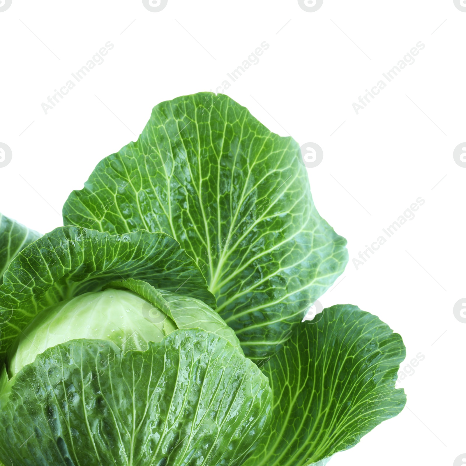 Photo of Whole ripe head of cabbage isolated on white