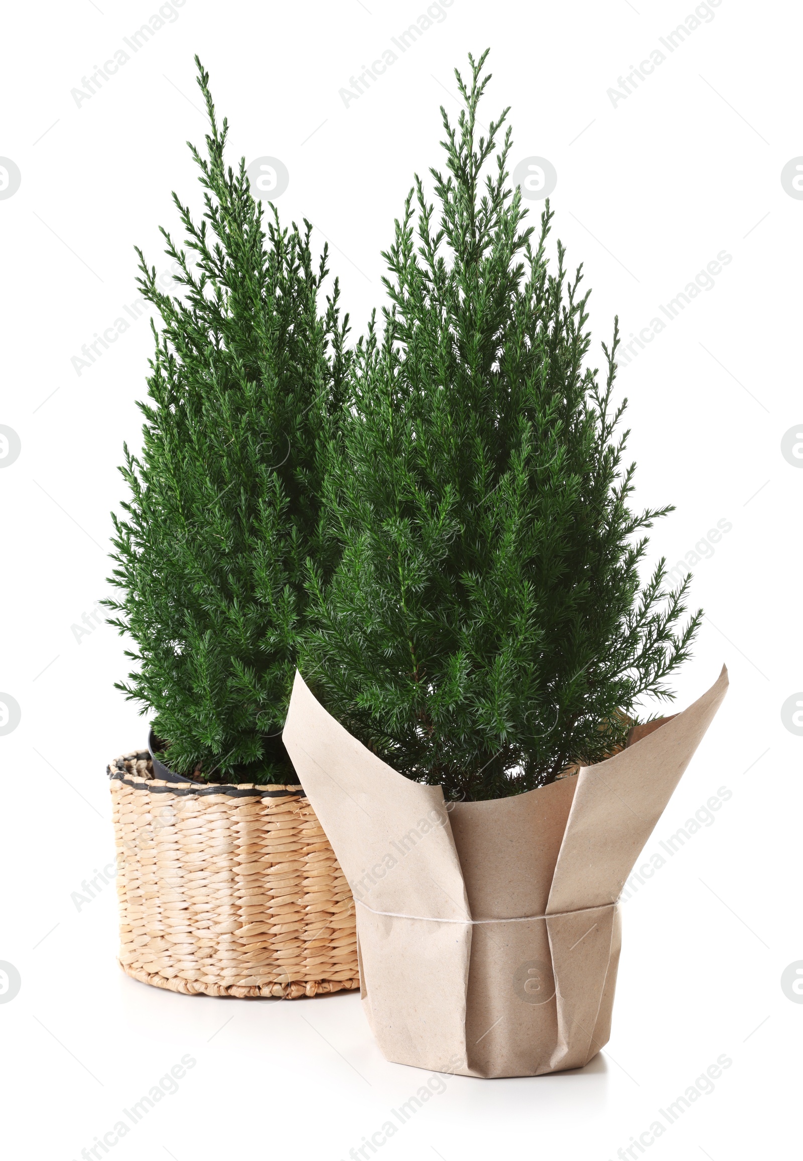 Photo of Two small spruce trees isolated on white