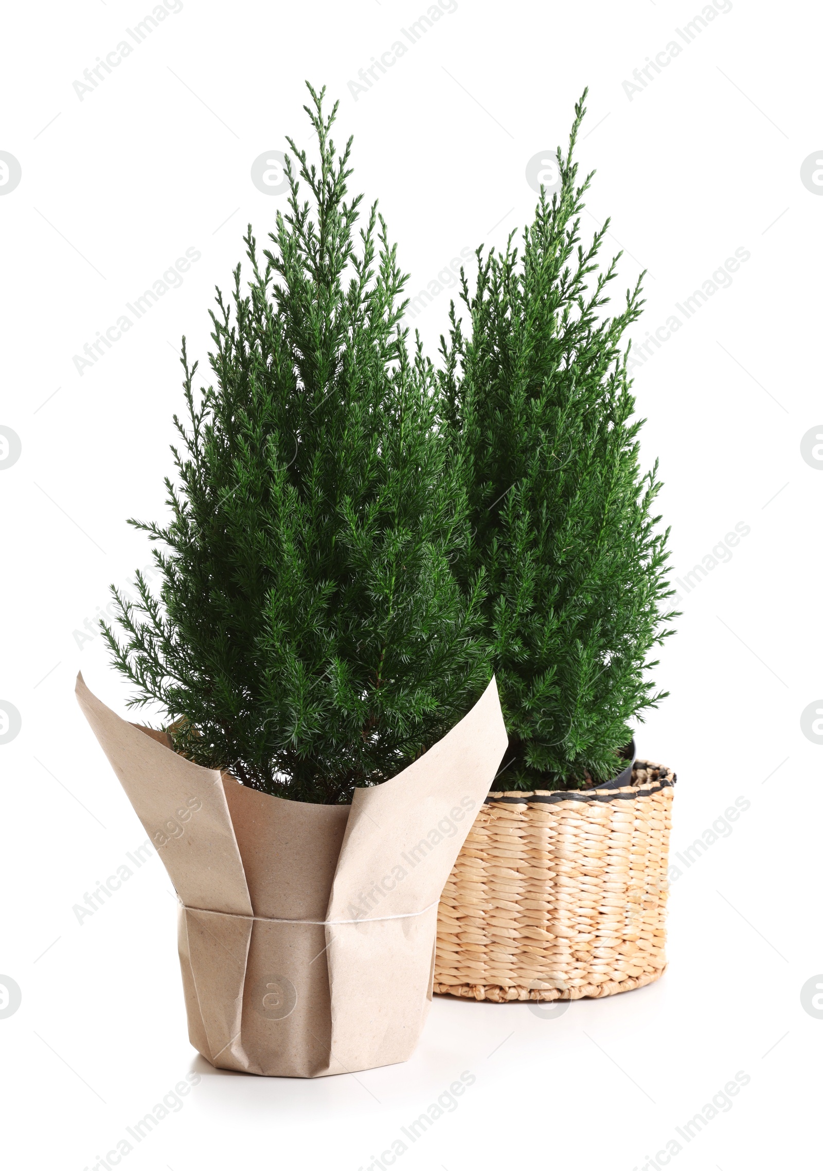 Photo of Two small spruce trees isolated on white