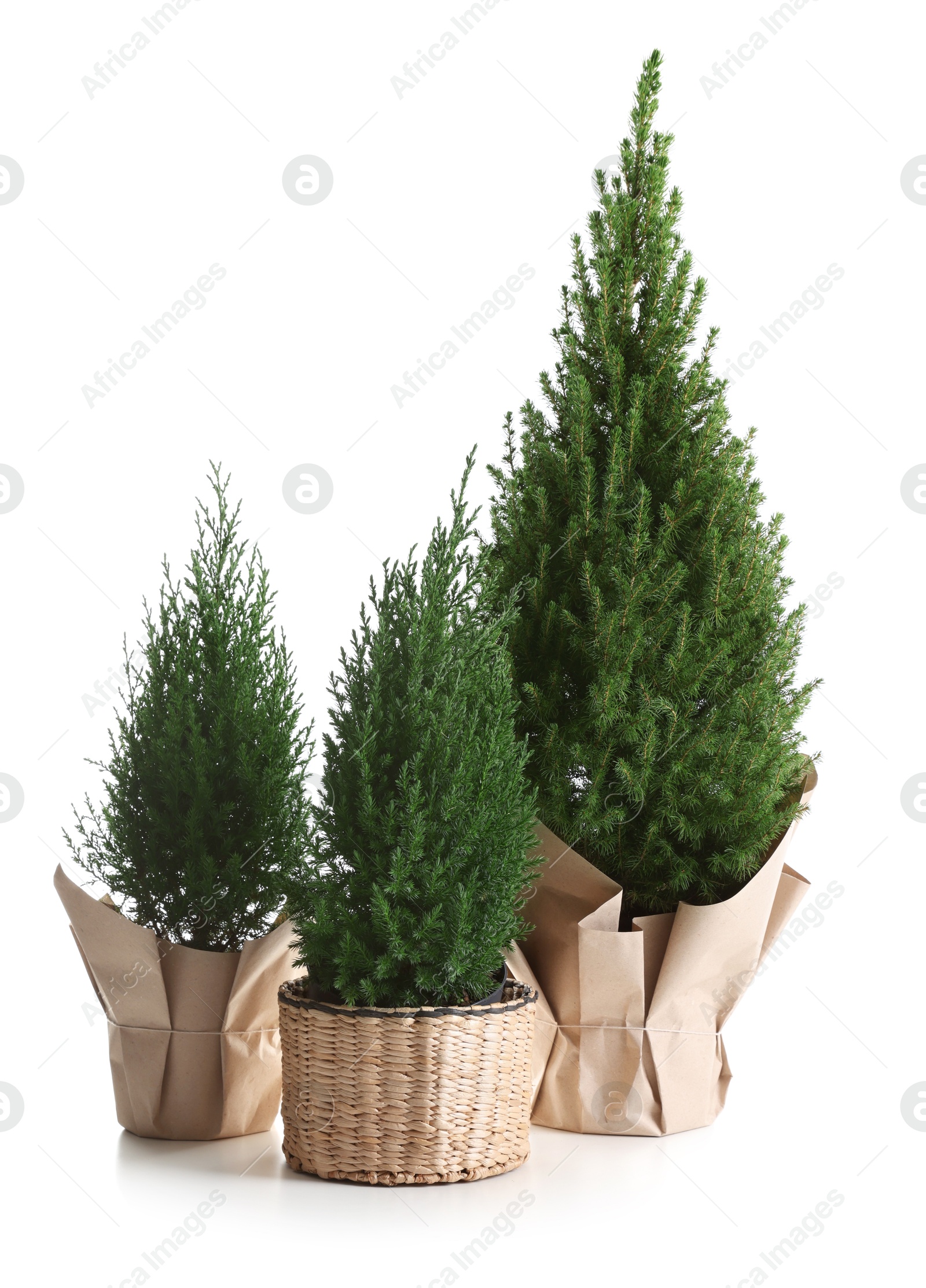 Photo of Three small spruce trees isolated on white