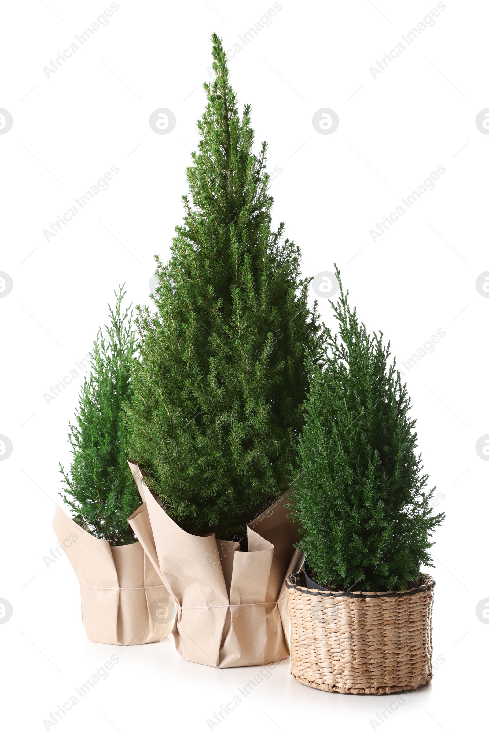 Photo of Three small spruce trees isolated on white